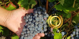 Wine Enchantment: Vignobles du Petit Palais and the Journey to Perfection